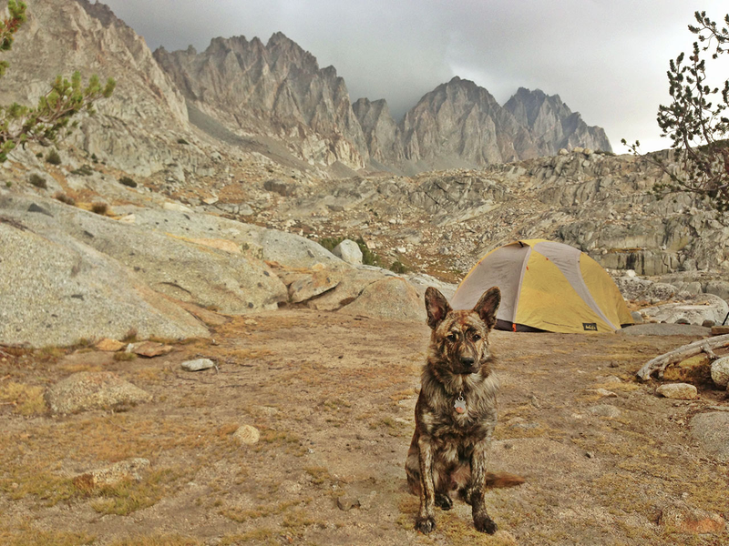 Illustration for article titled How To Take Your Dog Camping